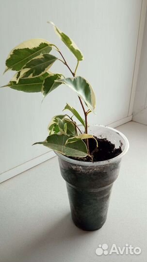 Комнатные цветы фикус бенджамина