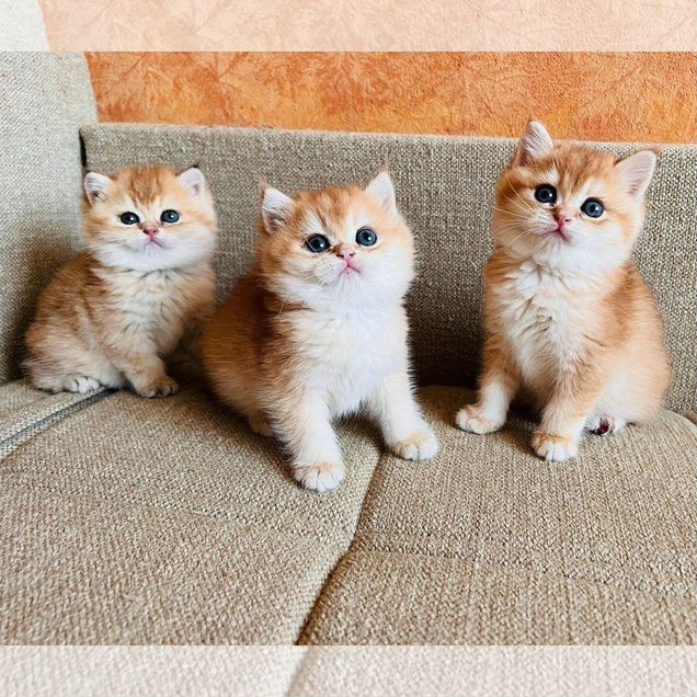 Британский короткошёрстный котёнок