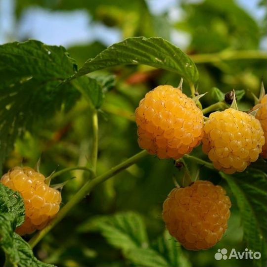 Малина желтая, семена