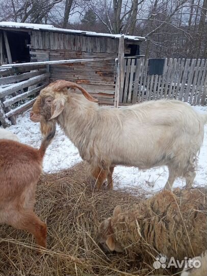 Козел на племя