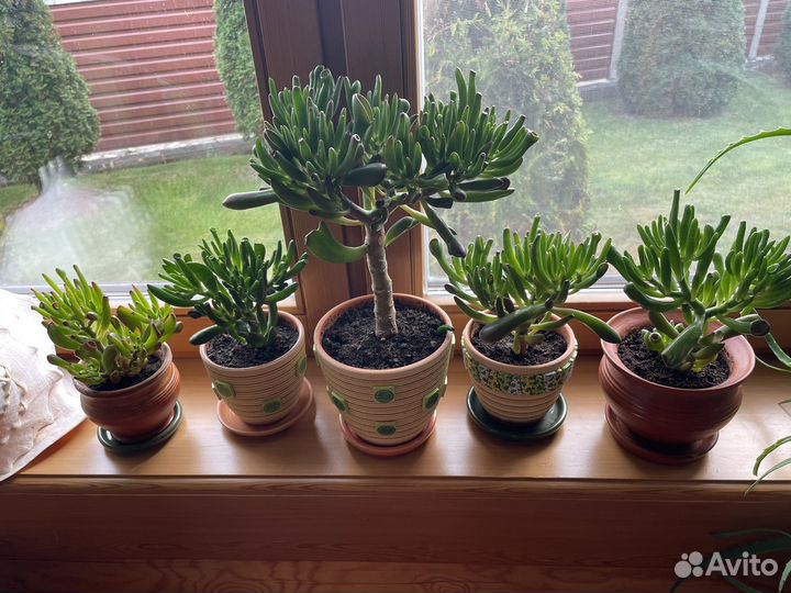 Комнатные цветы: толстянка Хоббит деревце-бонсай