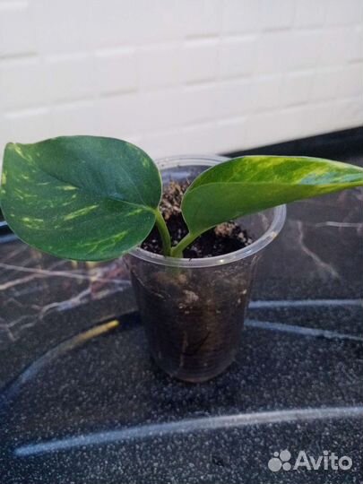 Эпипремнум