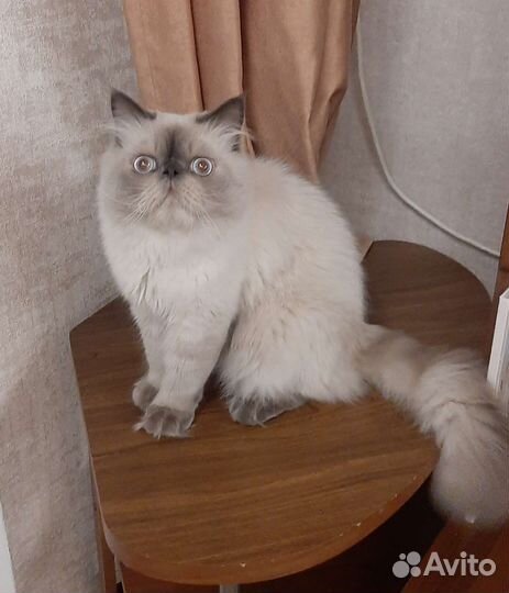 Кот для вязки