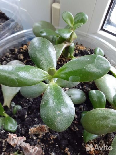 Комнатные цветы