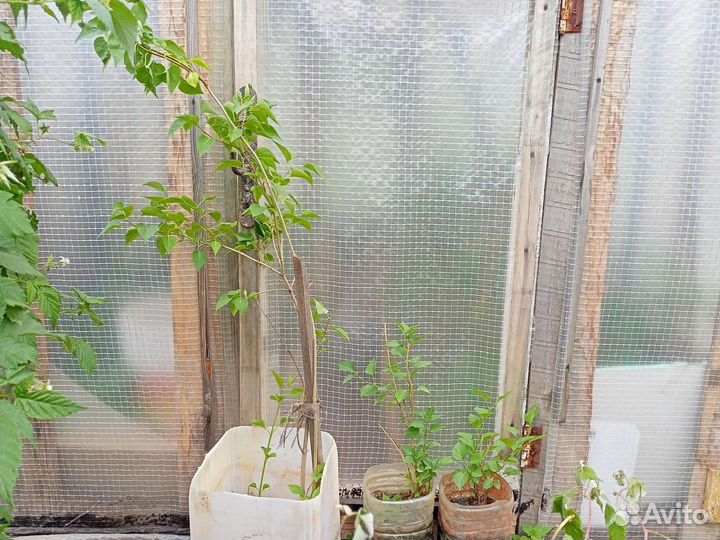 Сирень махровая и розовая. Мята