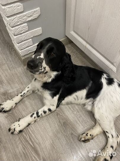 Вязка. Кобель, русский охотничий спаниель