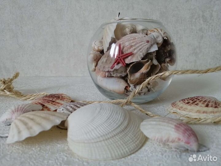 Ракушки для декора