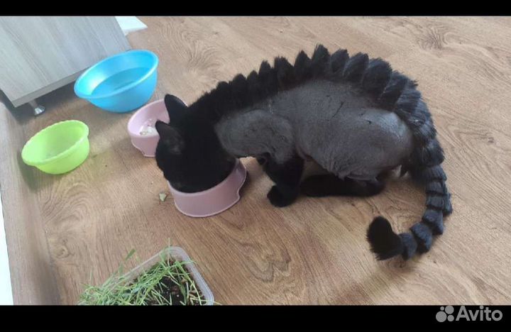 Стрижка кошек и собак (небольших)