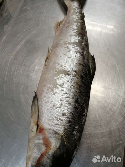 Свежая рыба Кета 2023г