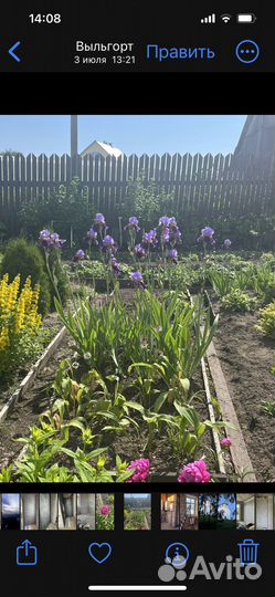 Ирисы сортовые