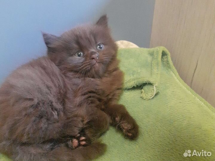 Шотландские котята