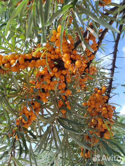 Облепиха однолетний саженец