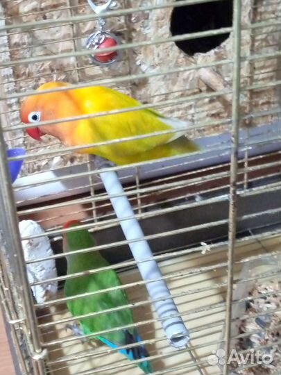 Попугай неразлучники с клеткой