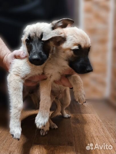 Пристройство собак