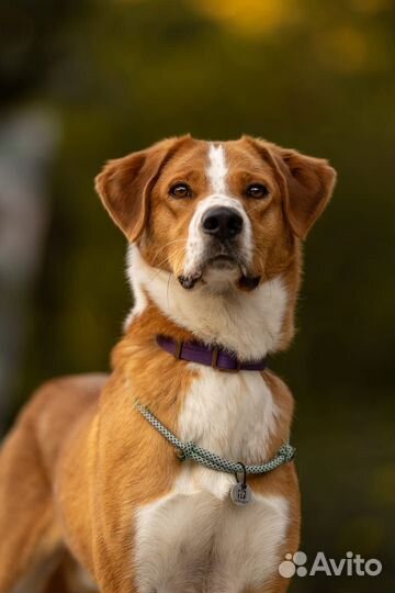 Собака в добрые руки