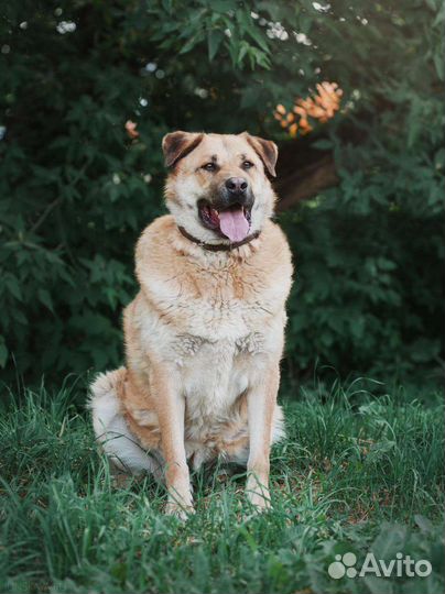 Пёс Портос ждёт в приюте