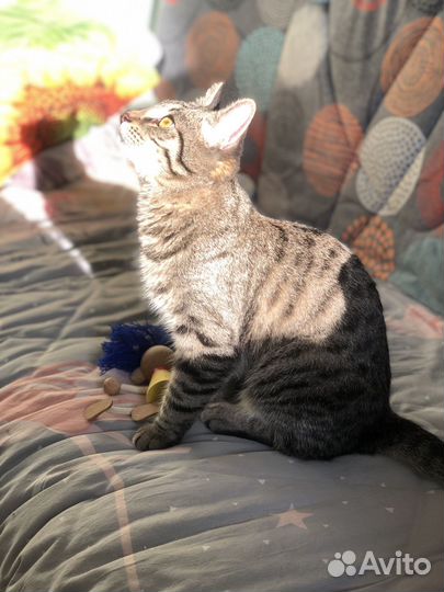 Кот жалко отдать