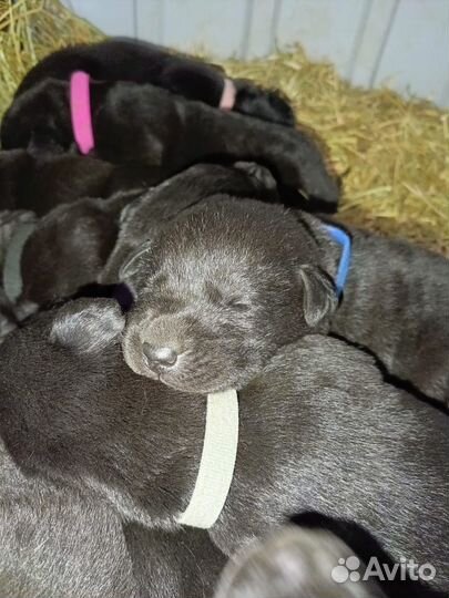 Щенки лабрадора