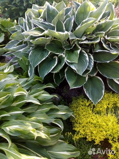 Хосты лилейники бадан