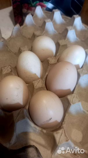 Яйцо куриное