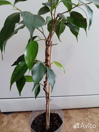 Комнатные растения и цветы. Фикус. Коса