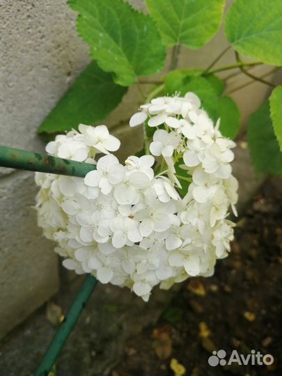 Крупнолистная гортензия