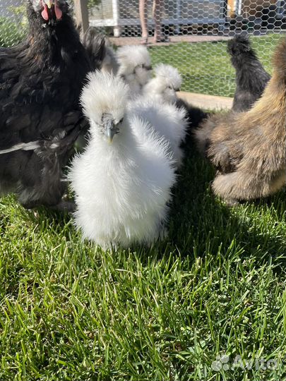 Молодые петушки китайской шелковой