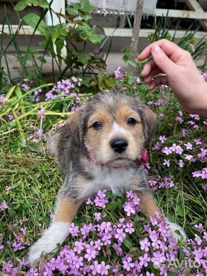 Забавные щеночки особой породы