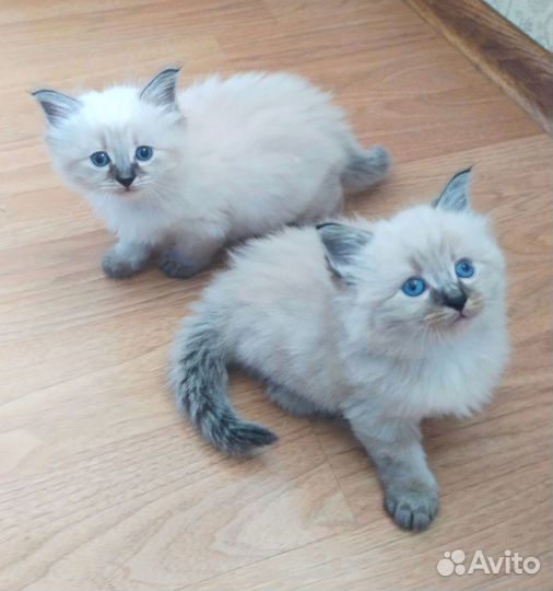 Продаются невские маскарадные котята