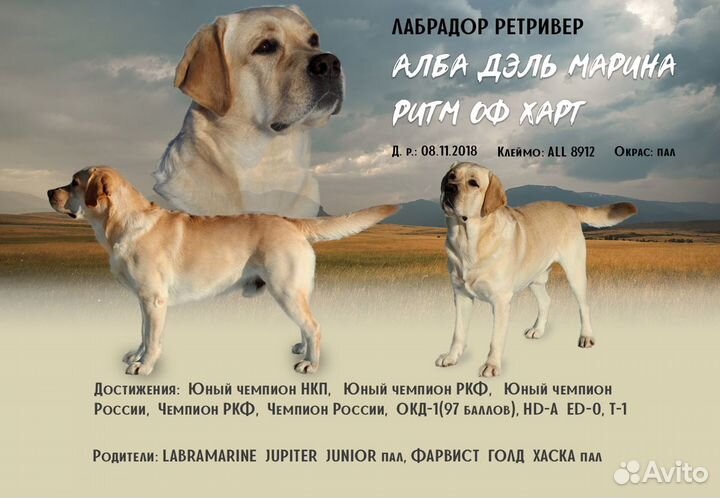 Вязка Лабрадор