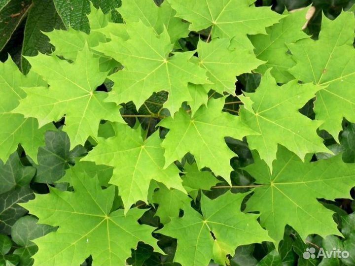 Клен остролистный (C10) (120-150)