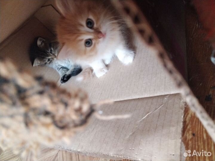 Отдадим котят