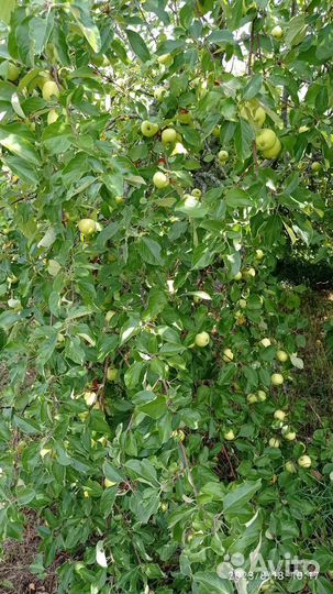 Яблоки, Огурцы, Кабачки