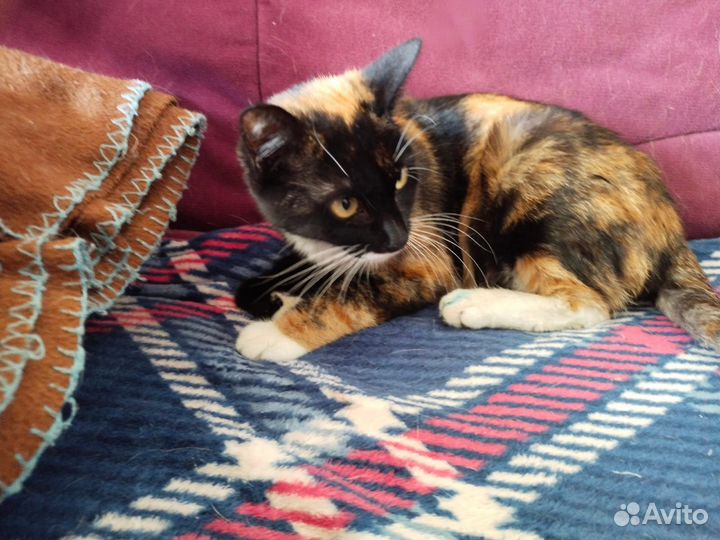 Котёнок Веснушка