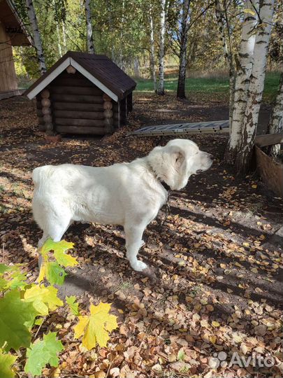 Котята Мейн-кун