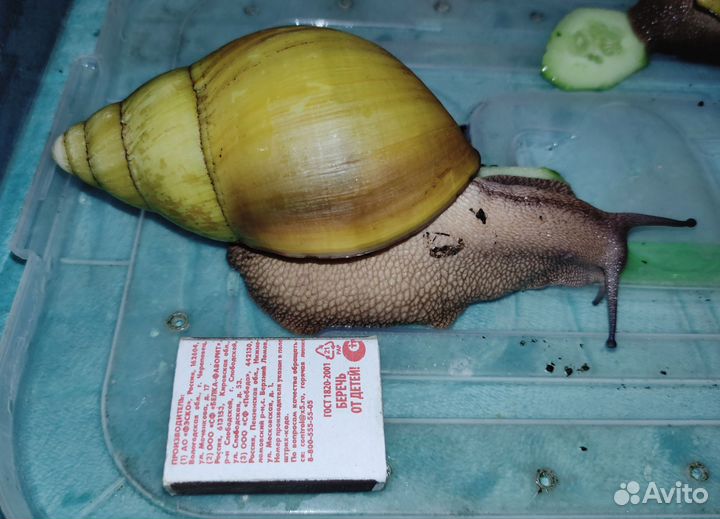 Гигантская Архахатина Иктерика Кросс Ривер