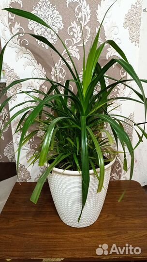 Комнатные цветы панданус