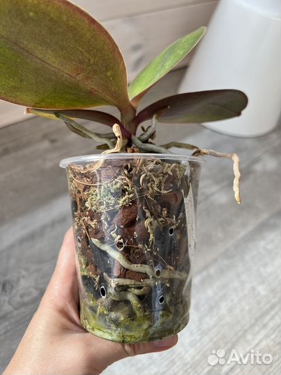 Орхидея фаленопсис. Чищу полки)