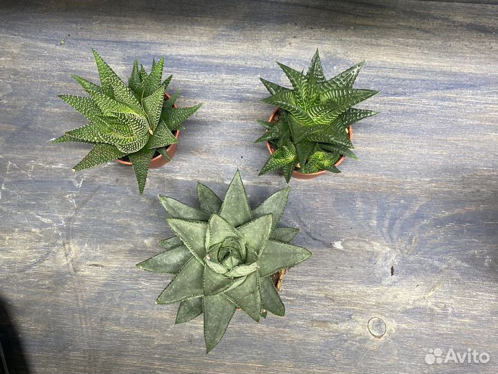 Ховортии саванна лимолистная юниверс