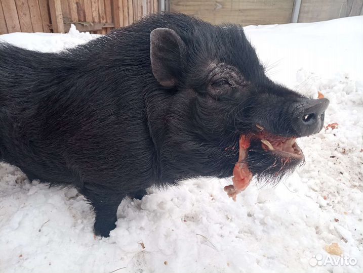 Вьетнамский хряк