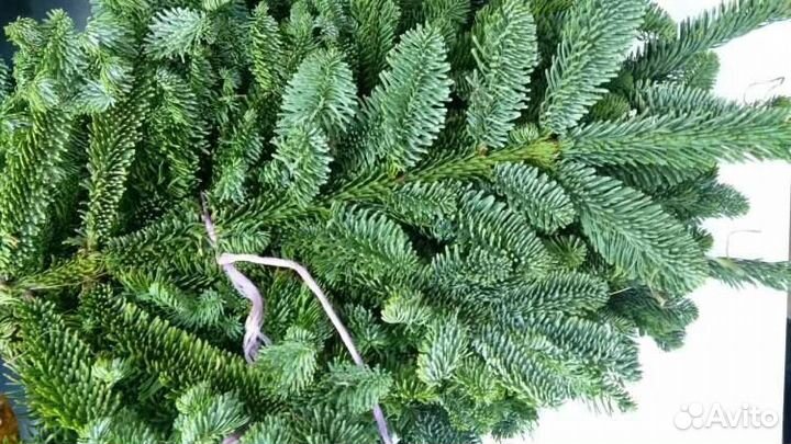 Пихта датская