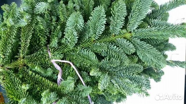 Пихта датская