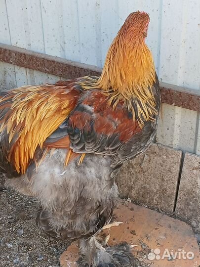 Брама и виандот