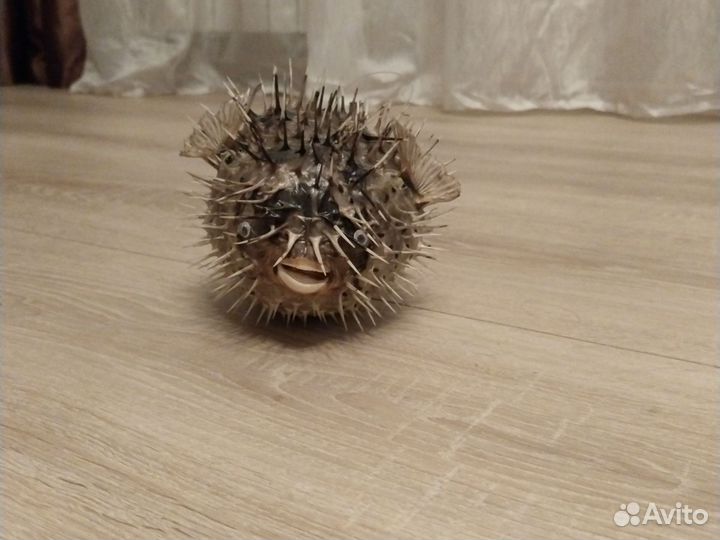 Чучело рыба еж