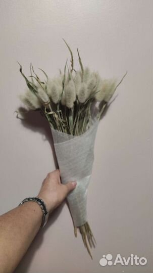 Зайцехвост, лагурус