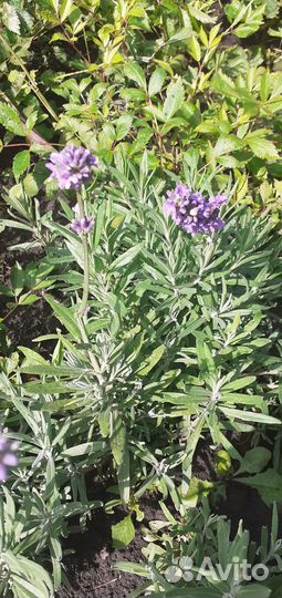Лаванда саженцы