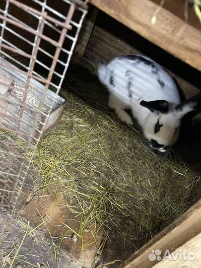 Кролика мясо