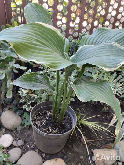 Садовые многолетники растения кустарники