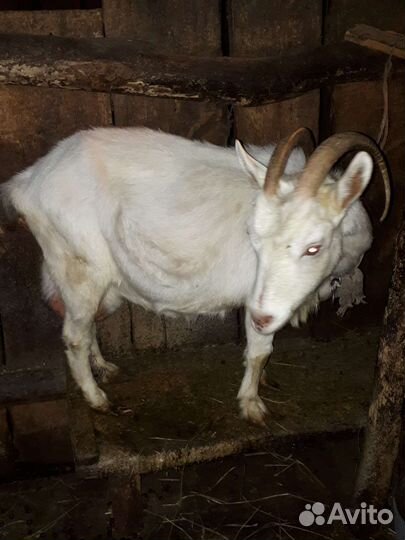 Коза дойная молочная