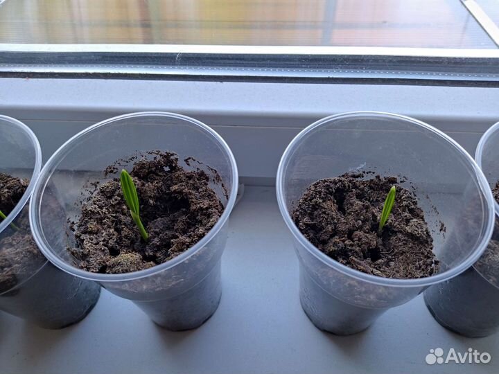 Фининик пророщенные, финиковая пальма